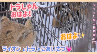 できるかな？ライオンの子どもがトラとごあいさつ！オリト・イオ美男美女家族vol.173@旭山動物園/Lion cub, can you say hello to the tiger?