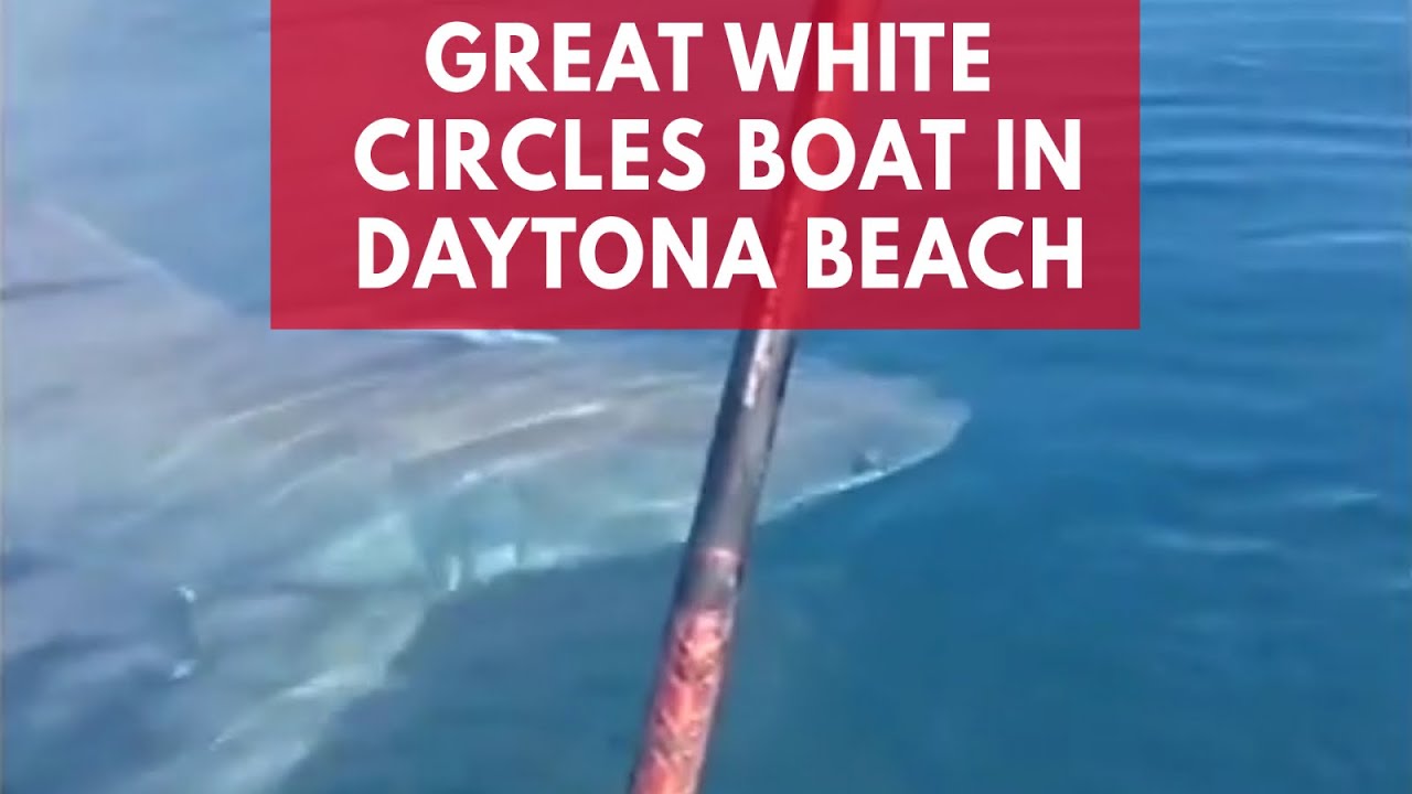 Terrifying Video Shows Great White Shark Circling Around Tiny Boat ...