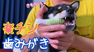 おすすめ犬用歯ブラシ！歯みがきが楽チン！【豆柴・柴犬】Shiba Inu dogs brushing teeth