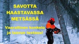 Savotta haastavassa metsässä  -Vaarallinen konkelo ja uuden laavun testaus-