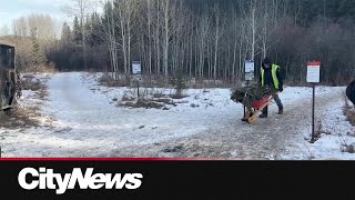 Work begins on preserving legacy of Cochrane’s grandfather tree