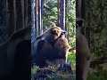 Giant Kodiak bears having a discussion ⚔️ #shorts #shortvideo #feed #beast #giant