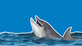 Bottlenose dolphin favourite facts | Dolphinwatch