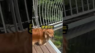 고소공포증 댕댕이가 다리 건너는 믿을 수 없는 방법 #shorts