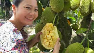 Hái và thưởng thức mít tố nữ Mã Lai đầu mùa ngon tuyệt vời, chi chít múi | Cempedak jackfruit