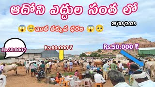 Adoni Friday bhaill bulls // Desiya seema Cattiles Market videos Adoni