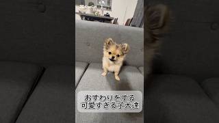 おすわりをする可愛すぎるポメチワの子犬達