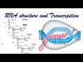 RNA structure and Transcription | Recorded Lecture Video for Medical students