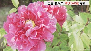 赤、ピンク、白…　ボタンの花が見頃　三重・松阪市