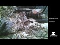 tiger rattlesnake in phoenix over 24 hours