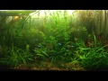 Hydrogen peroxide to get rid of hair algae in planted aquariums Hydrogen peroxide to get rid of hair algae in planted aquariums