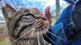 雪が止んだので公園に行ったら猫が駆け寄ってきて膝の上に乗ってきた