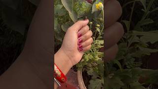 Beautiful guldabdi #mygarden #plants #gardening #like #subscribe #youtubeshorts #viralvideo