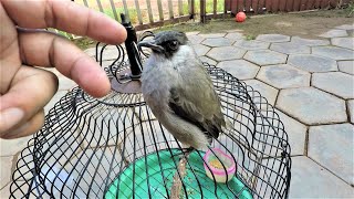 Sooty-headed Bulbul 2 Years Old | ធ្នាក់ពពេចក្បាលខ្មៅអាយុ2ឆ្នាំជាងហើយ | Pycnonotus aurigaster