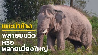 แนะนำช้าง : พลายชมวิวหรือพลายเบี่ยงใหญ่ ช้างที่โตที่สุดบนอุทยานแห่งชาติเขาใหญ่