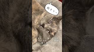 白目むいて寝てる猫の起きた瞬間🐈‍⬛　#shorts #ねこ #猫動画 #cat #猫