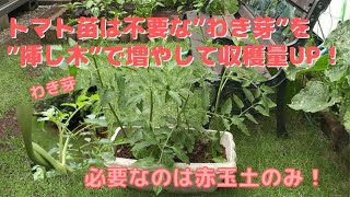 【ガーデニング】トマトの苗をモリモリ増やす！－捨ててしまう”わき芽”を挿し木”する！