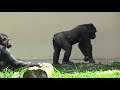 シャバーニ家族 775 shabani family gorilla