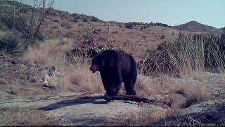 Animals roam around Chiricahua Mountains in Southern Arizona