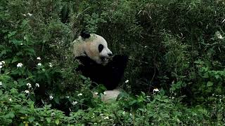 20190323 圓仔飯後的零嘴 The Giant Panda Yuan Zai