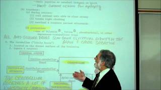 REVIEW OF THE FUNCTIONAL AREAS OF THE BRAIN; Part 2 by Professor Fink