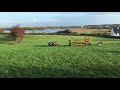 Sheep dog demonstration (Sligo, Ireland)