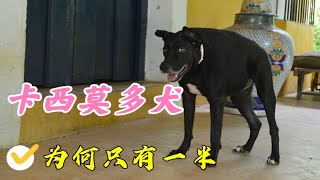 全世界纪录在册仅仅30只，限量版两厢狗，卡西莫多犬的真相