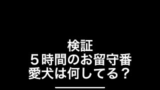 検証　お留守番の間、愛犬は何してる？？　コーイケルホンディエKIKI