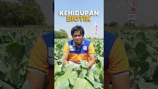 TIPS BUDIDAYA TANAMAN BROKOLI DI DATARAN RENDAH 🥦🥦🥦