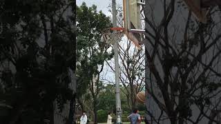 大家一起來大安森林公園籃球場打球🏀吧，👀看這位籃球🏀高手👋的厲害👍阿