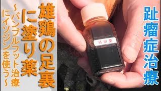 雄鶏の足裏に塗り薬～ニワトリのバンブルフット治療にイソジンを使う～