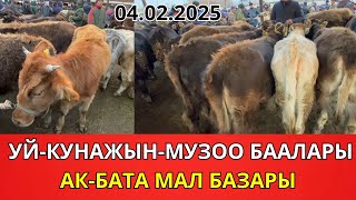 😱🔥УЙ-КУНАЖЫН-МУЗОО БААЛАРЫ🔥 | АК-БАТА МАЛ БАЗАРЫ | 04.02.2025