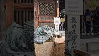 京都清水寺楓況20241202 #travel #賞楓