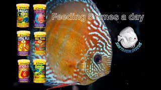 Feeding 5 times a day with Tropical Flakes in www.santaremdiscusplus.com