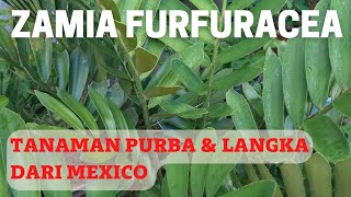 REVIEW ZAMIA FURFURACEA TANAMAN HIAS LANGKA \u0026 UNIK ASAL #MEXICO