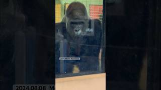 イケメンゴリラのモモタロウ　お勉強する Gorilla Momotaro studies numbers #ゴリラ #gorilla