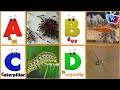 A to Z Insects & Bugs | Insects ABC Song for Kids | Phonics for Kids | Baby, Alphabet Letters