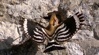 Hoopoes nesting in an ancient church wall in southwest France