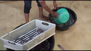 CATFISH GRADING SORTING AND COUNTING USING THE PARALLELOGRAM BAR SORTER \u0026 COUNTING TABLE.