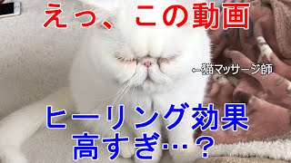 【ねこ】ヒーリング効果絶大！猫のマッサージ屋さん♪【癒し】