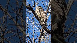 Barred Owl basking in the Sun. Kingston, Ontario.