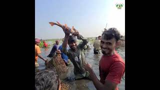 পাবনা,, ভাঙ্গুড়া উপজেলা,, রউল বিলে পলো দিয়ে হাজার হাজার মানুষের মাছ ধরার দৃশ্য |#fishinglife#polo