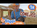 Blippi visita los conejos en la granja🐰| Blippi Español | Videos educativos para niños