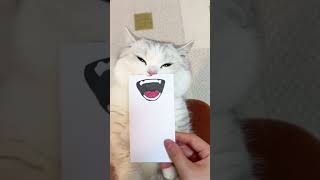Cats with the Funniest Facial Expressions    #shorts #viral #youtubeshorts #trending #funny #short