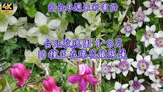 10種鐵線蓮 Clematis 10 varieties