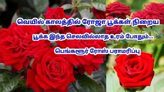 ரோஜா செடியில் நிறைய பூக்கள் பூக்க செலவில்லாத உரம் // Rose plant