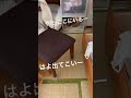 引きこもった友達と遊びたくてひたすら待つ柴犬　 柴犬 しばいぬ 犬のいる暮らし ムッチョ柴犬 マックス shiba dog shorts かわいい おもしろ 癒し 犬友 仲良し