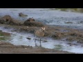 サルハマシギ幼鳥／juv curlew sandpiper