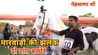 ये घोड़े आये गुजरात मेहसाणा रिंग शौ मे || 2 teeth Marwadi Colt