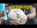 HEDGEHOG, Si Kecil Yang Tajam dan Menggemaskan | TAU GAK SIH (05/02/20)